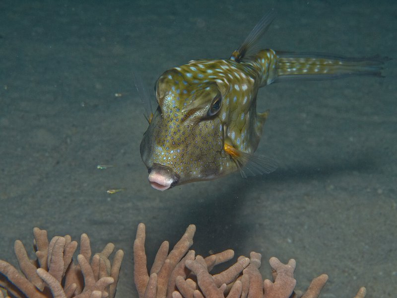 Boxfish, House Reef